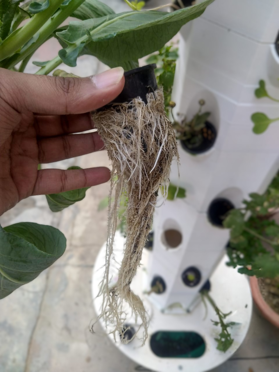 Plant Roots in MacroTower - Macrogardens